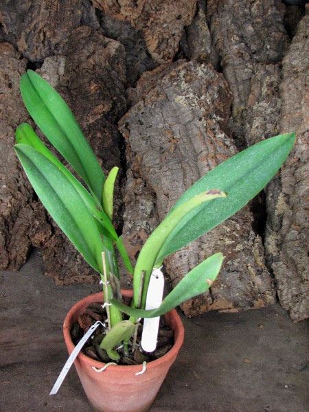 Brassolaeliocattleya Chinese Beauty 'Fire Phoenix'.JPG