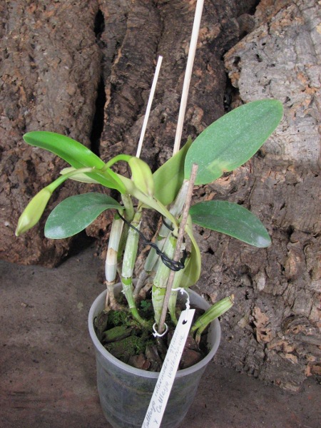 Cattleya intermedia aquinii x Cattleya walkeriana.JPG