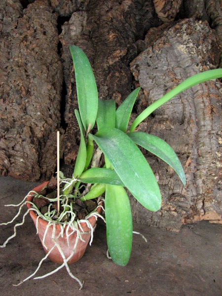 Laeliocattleya Sierra Skies 'Leone'.JPG