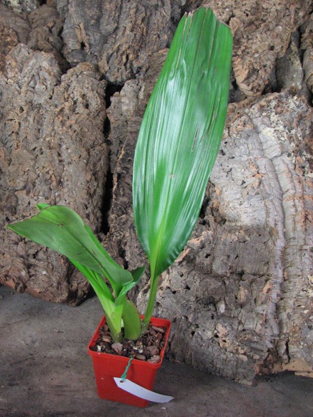 Maxillaria striata.JPG