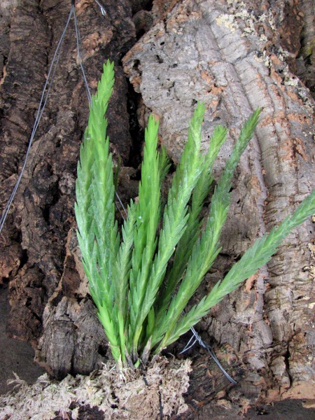 Lockarthia oerstedii.JPG