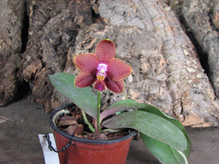 Phalaenopsis Sogo Lawrence x Phalaenopsis Kung's Red Cherry.JPG
