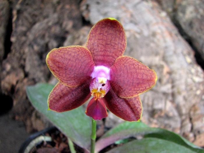 Phalaenopsis Sogo Lawrence x Phalaenopsis Kung's Red Cherry.JPG