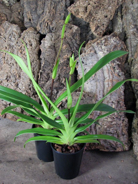 Phragmipedium Memory Dick Clements (besseae x sargentianum).JPG