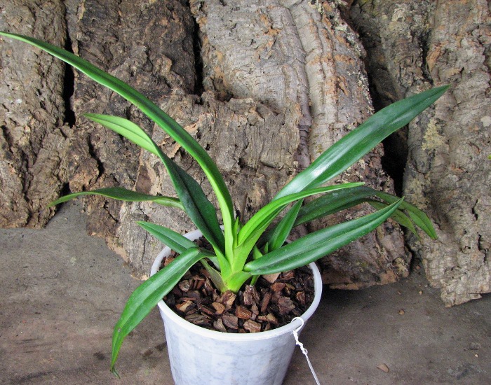 Phragmipedium schlimii.JPG