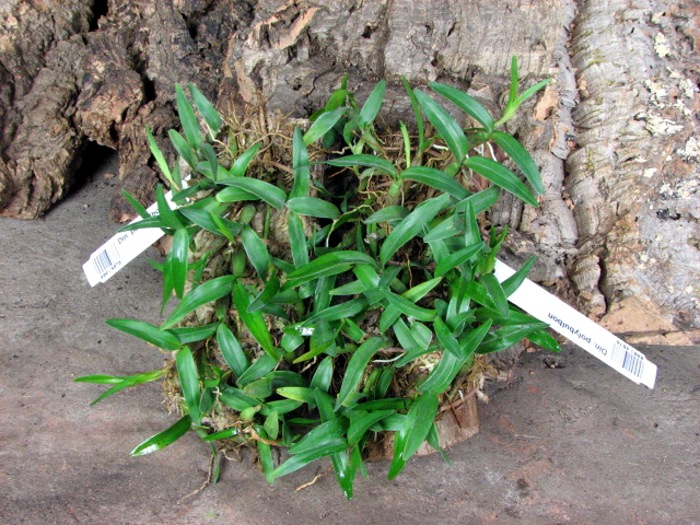 Dinema polybulbon.JPG