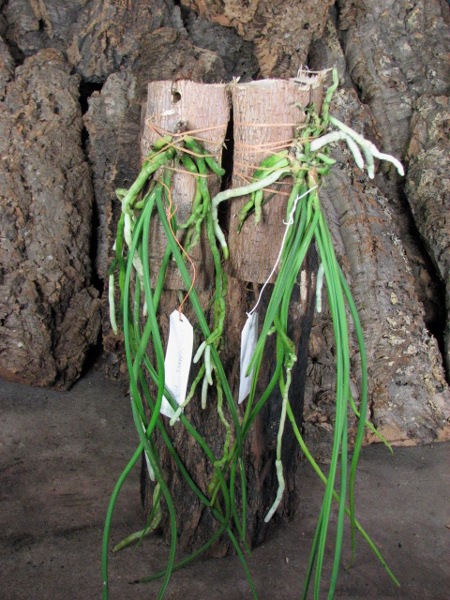 Seidenfadenia mitrata.JPG