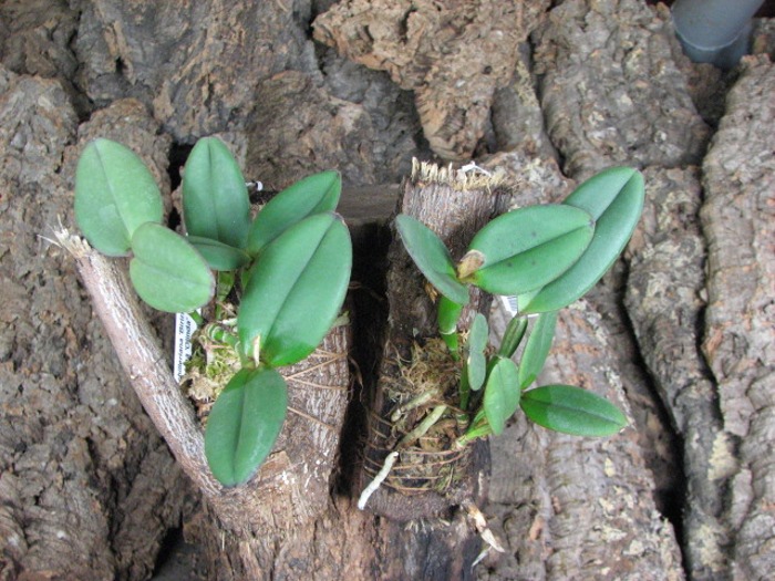 Cattleya schilleriana 'Biriricas' x Cattleya schilleriana 'Olinda'.JPG