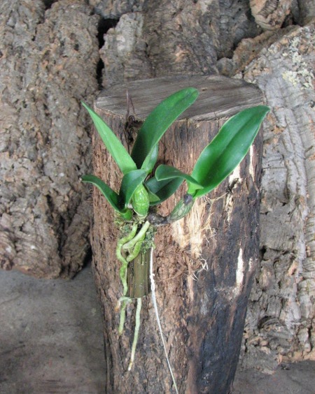 Prosrhyncholeya Chief Green River.JPG