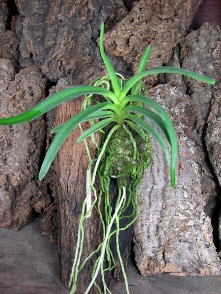 Neofinetia falcata x Rhynchostylis retusa.JPG