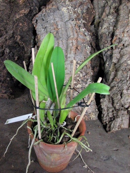 Cattleya labiata 'Labelo Grande' x Cattleya labiata 'Feliz Páscoa'.JPG