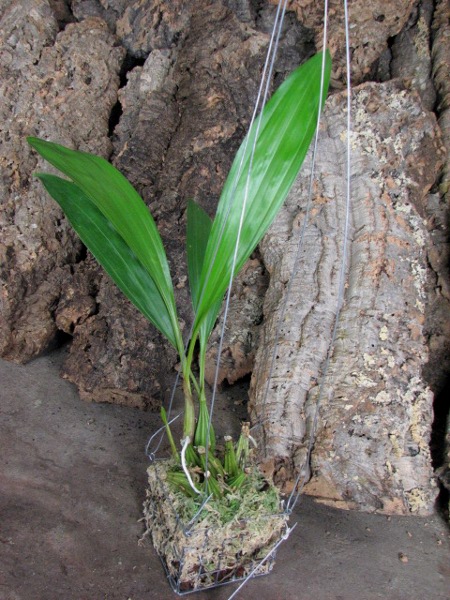 Coryanthes senghasiana.JPG