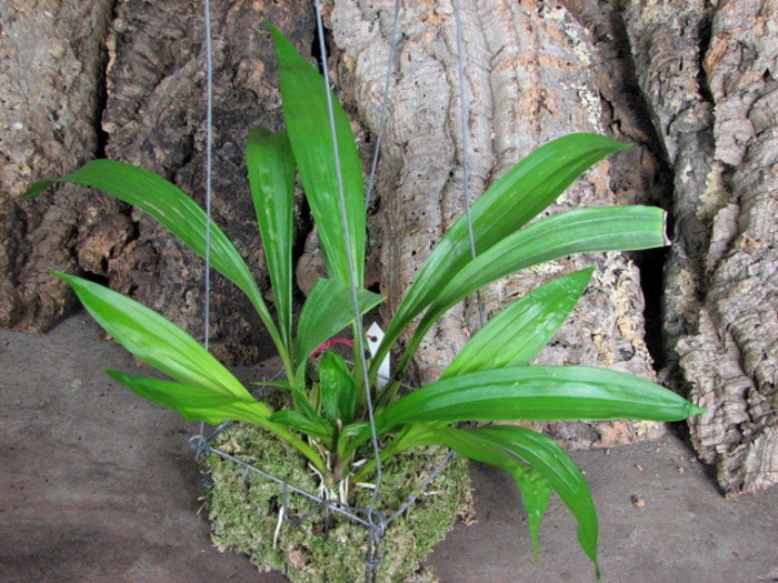 Coryanthes macrantha.JPG