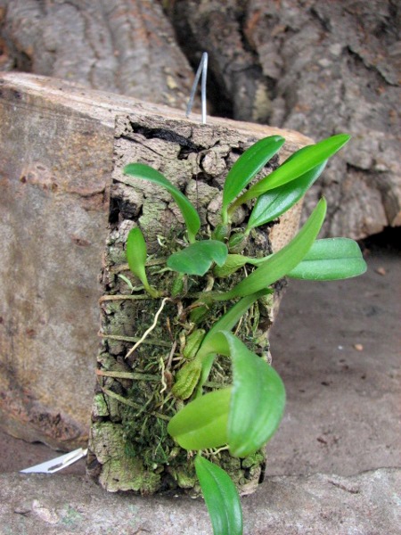 Bulbophyllum hirundinis.JPG
