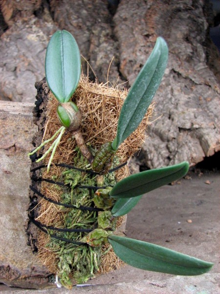 Bulbophyllum frostii.JPG