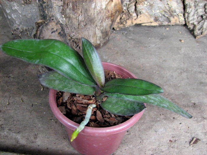 Phalaenopsis stuartiana (green x yellow).JPG