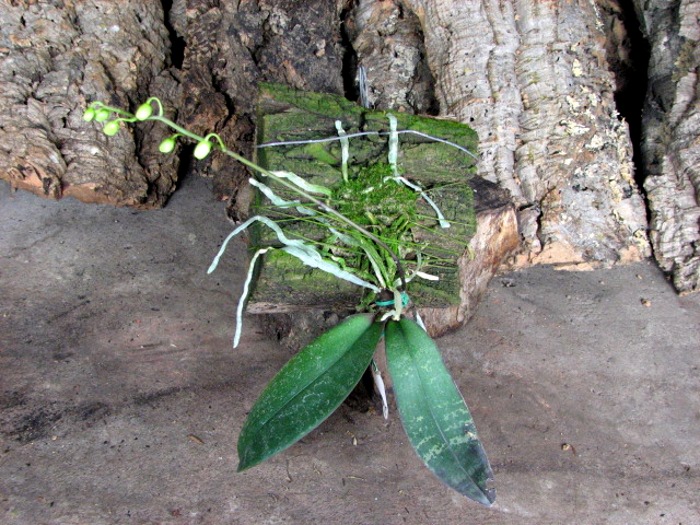 Phalaenopsis stuartiana.JPG