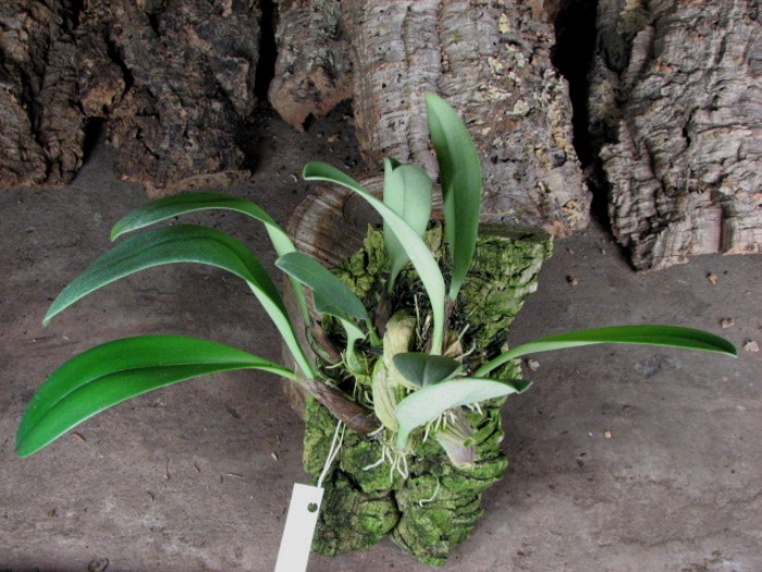 Bulbophyllum papulosum.JPG