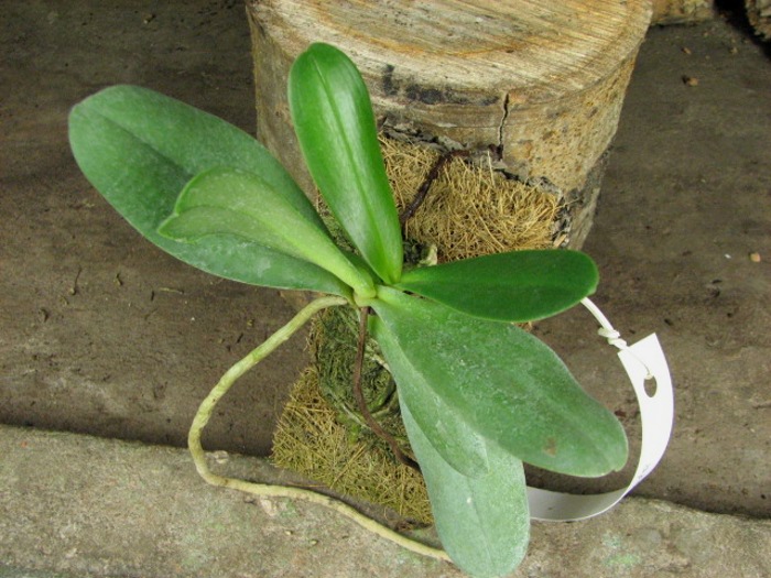 Aerangis articulata.JPG