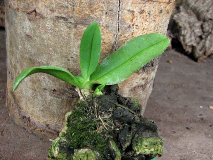 Растение с деткой.