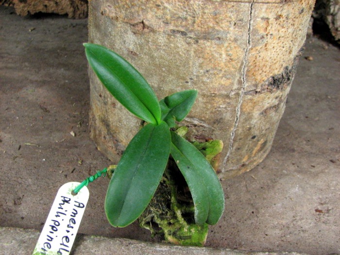 Растение с цветоносом.