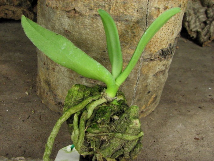 Amesiella monticola.JPG