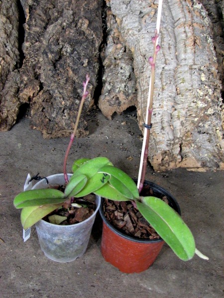 Doritaenopsis Lius Sakura.JPG