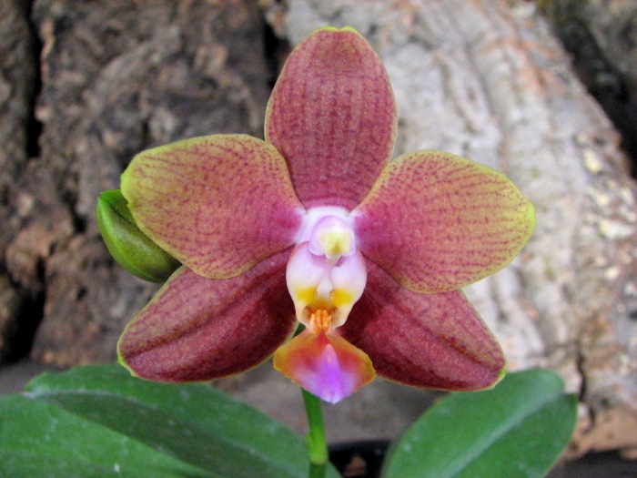 Phalaenopsis Sogo Lawrence x Phalaenopsis Kung's Red Cherry.JPG