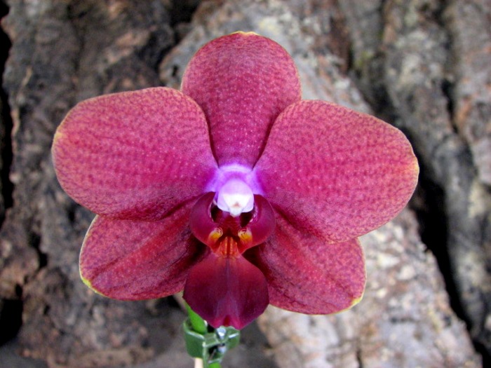 Phalaenopsis Sogo Lawrence x Phalaenopsis Kung's Red Cherry.JPG