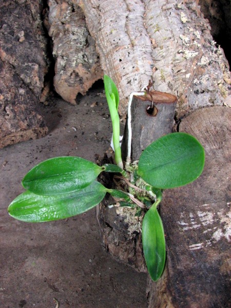 Laelia alaori semi alba orlata (Z-606 x SELF).JPG