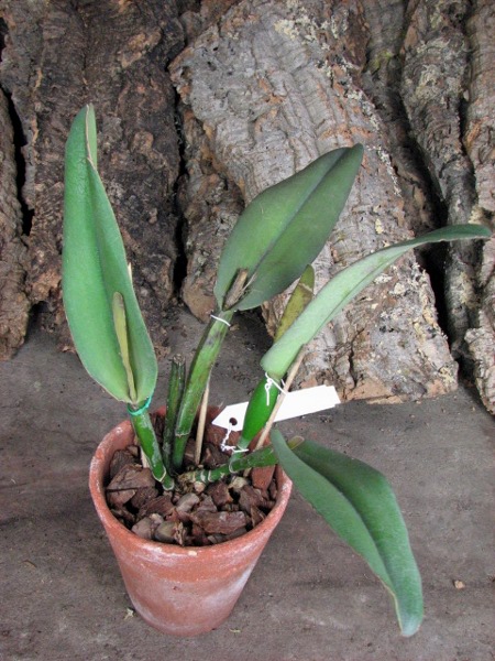Cattleya maxima.JPG