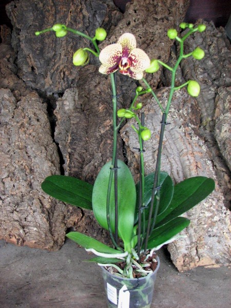 Phalaenopsis Elegant Charms.JPG