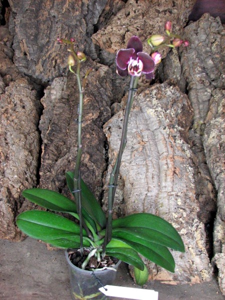 Phalaenopsis Elegant Debora.JPG