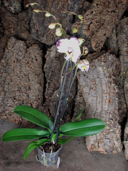 Phalaenopsis Elegant Wibi Soerjadi.JPG
