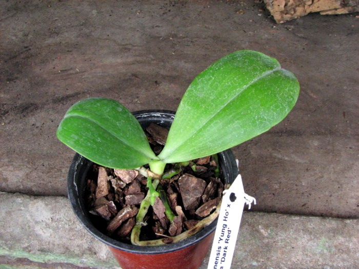 Phalaenopsis amboinensis 'Yung Ho' x Phalaenopsis venosa 'Dark Red'.JPG