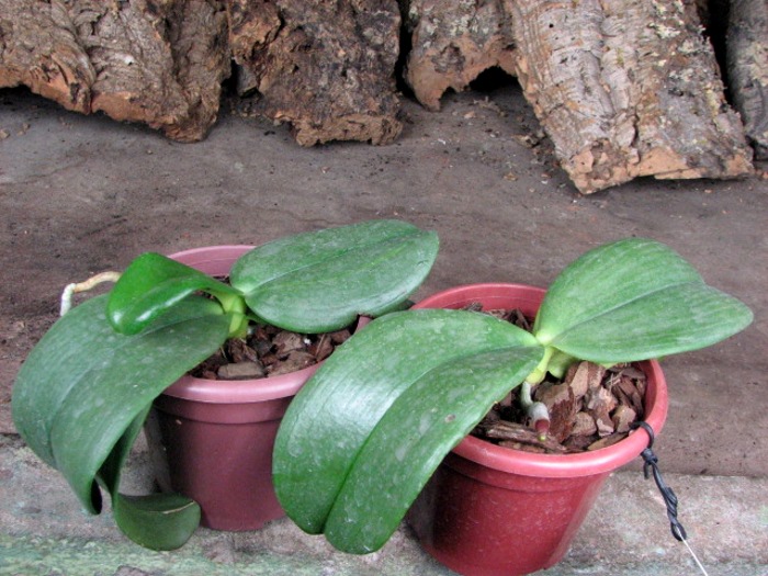 Phalaenopsis Auspice Knight 'Malayan'.JPG