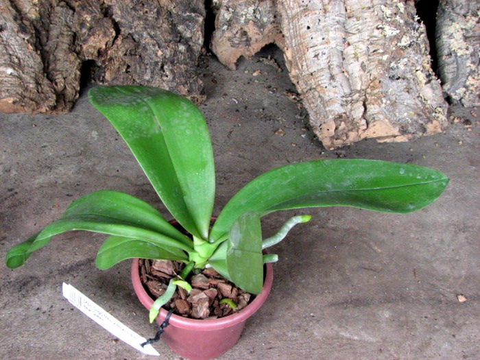 Doritaenopsis Sogo Meili x Phalaenopsis Ld's Bear Queen.JPG