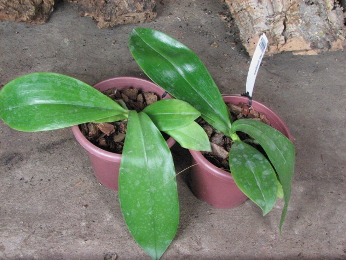 Phalaenopsis corningiana.JPG