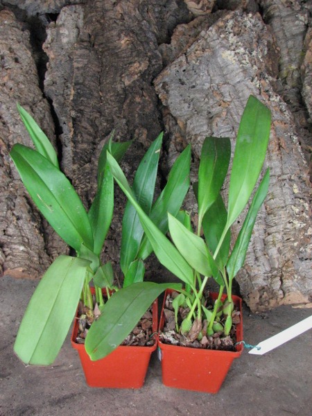 Maxillaria Sangai (Maxillaria pulla x Maxillaria striata).JPG