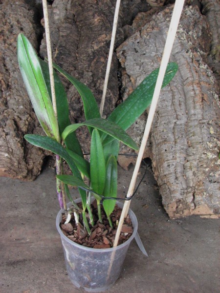 Cattleya (Penny Kuroda x Corcovado).JPG