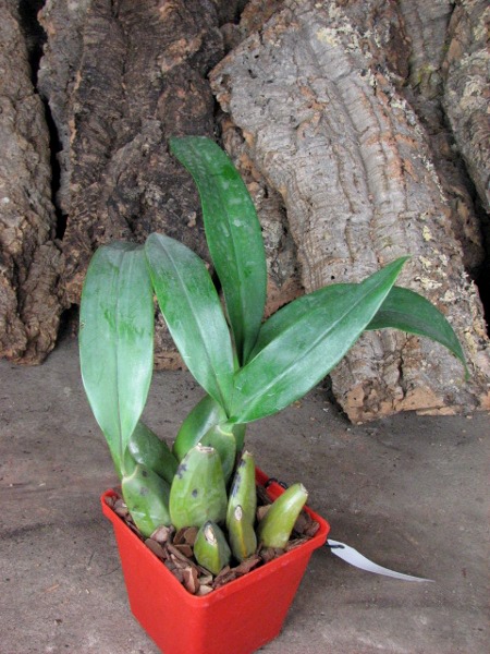 Cuitlauzina pendulum.JPG