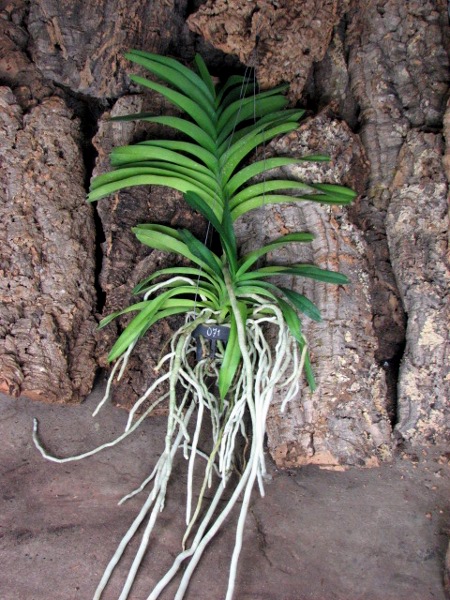 Vanda Kasem's Delight x Vanda coerulea.JPG