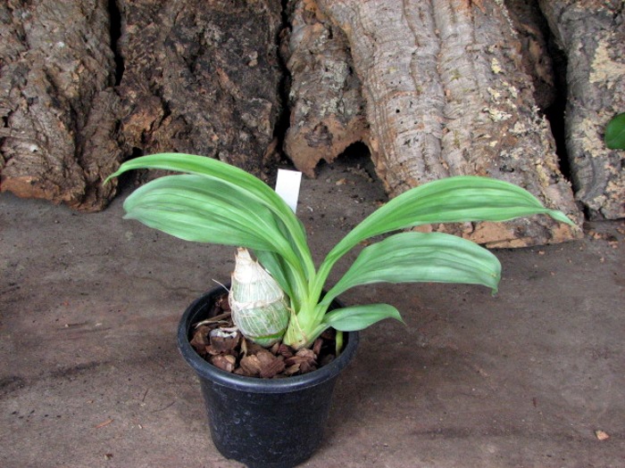 Clowesia amazonica.JPG