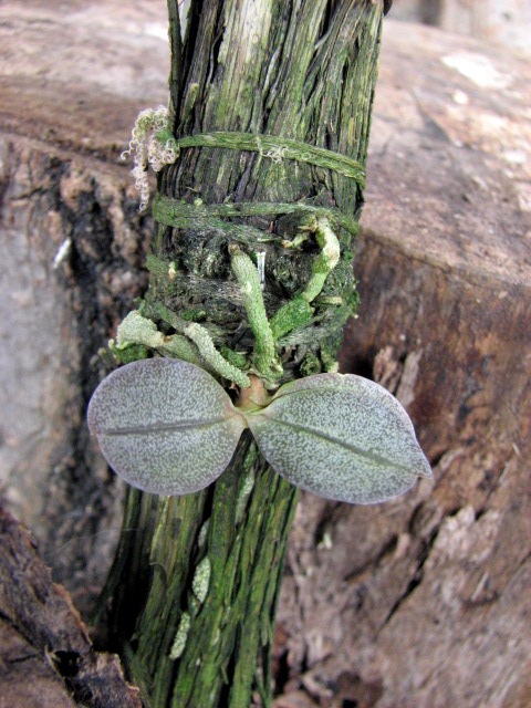 Aerangis punctata.JPG