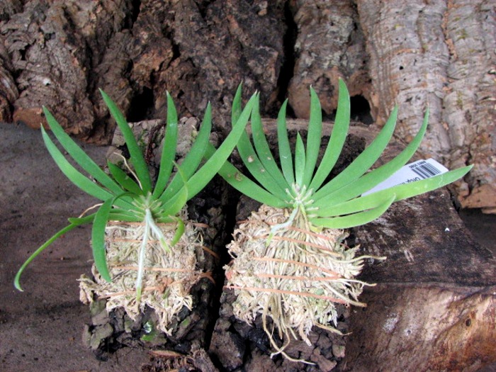 Ornithocephalus inflexus.JPG