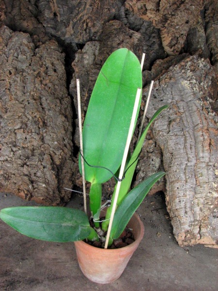 Cattleya gaskelliana (amoena x coerulea).JPG