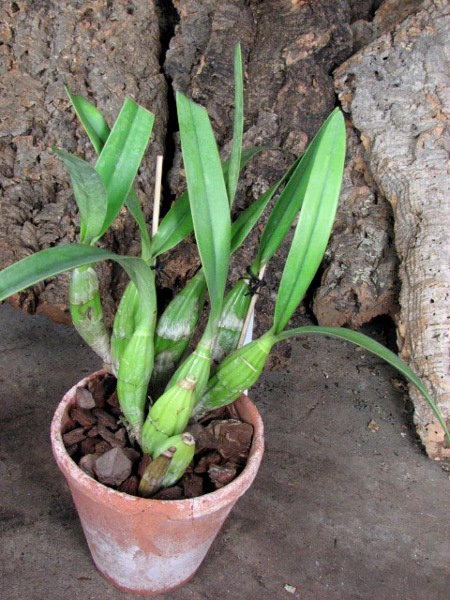 Laelia autumnallis.JPG