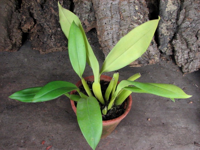 Trichopillia Senne Star (tortilis 'large' x turialbae 'alpha').JPG