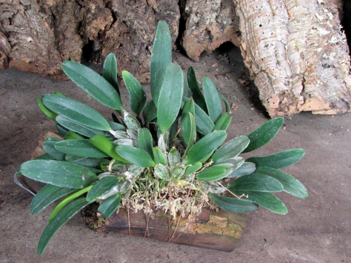 Dendrobium aggregatum.JPG