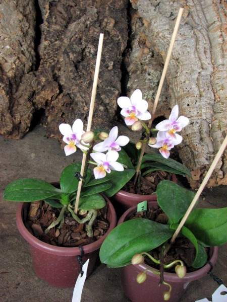 Phalaenopsis Liu's Rainbow.JPG